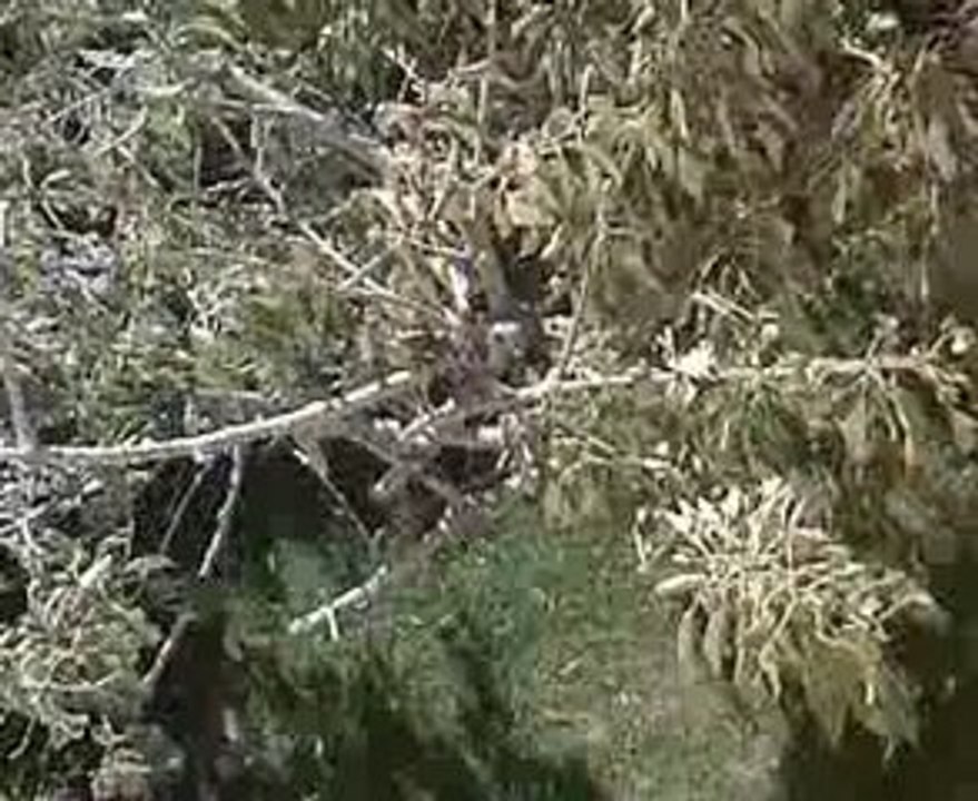 La Batarelle En Feu