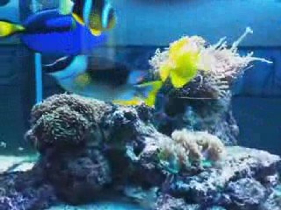 mon aquarium récifal