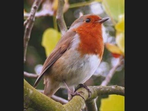 Lawd,You Made The Night Too Long-Russ Carlson Orchestra