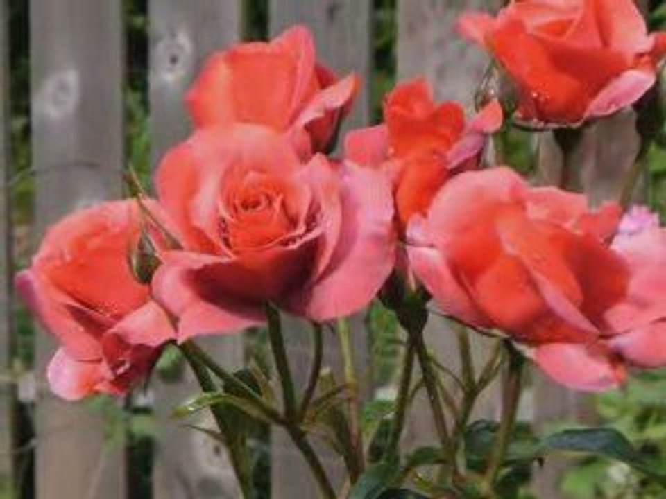 PhotoStory1.wp3 Czerwone róże