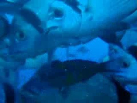 feeding très agité d'un banc de sars sur l'épave du Zenobia