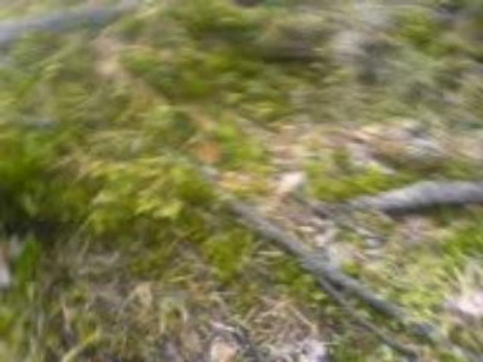 I skogen plockar blåbär