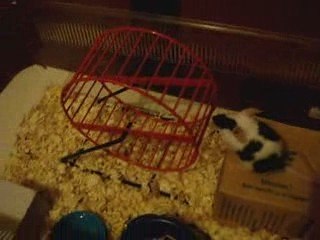 Ma souris Sisou et sa roue..