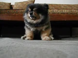 bekci köpeği dediğin böyle olur