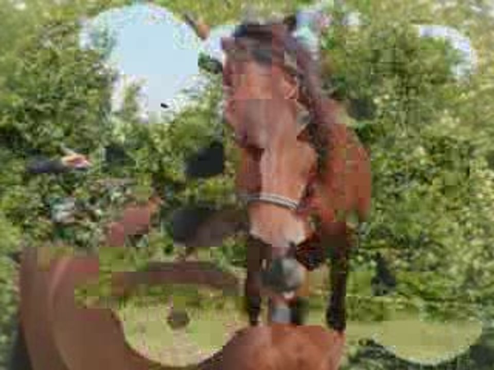 le cheval