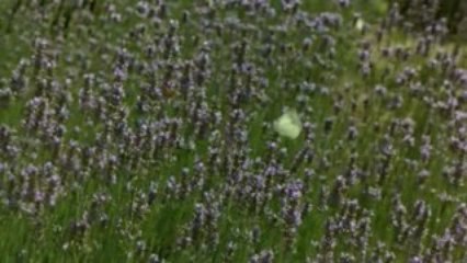 1.İMAM-I GAZALİ'DEN ÖLÜMÜ HATIRLAMAK