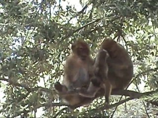 Le singe magot à tikjda