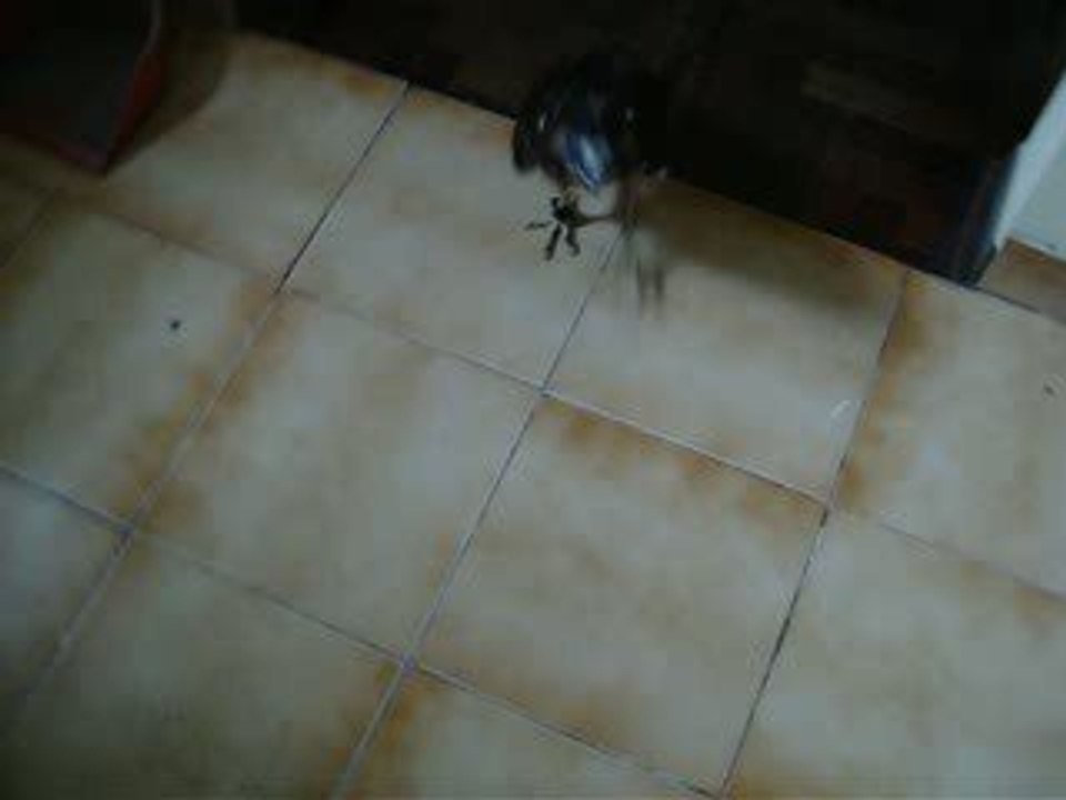 My Hawk is running