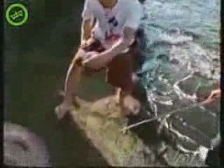 Bizarre Animal Explodes