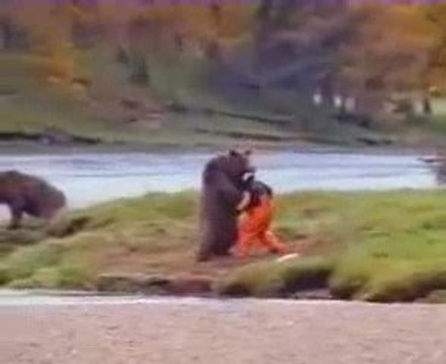 funny bear fight