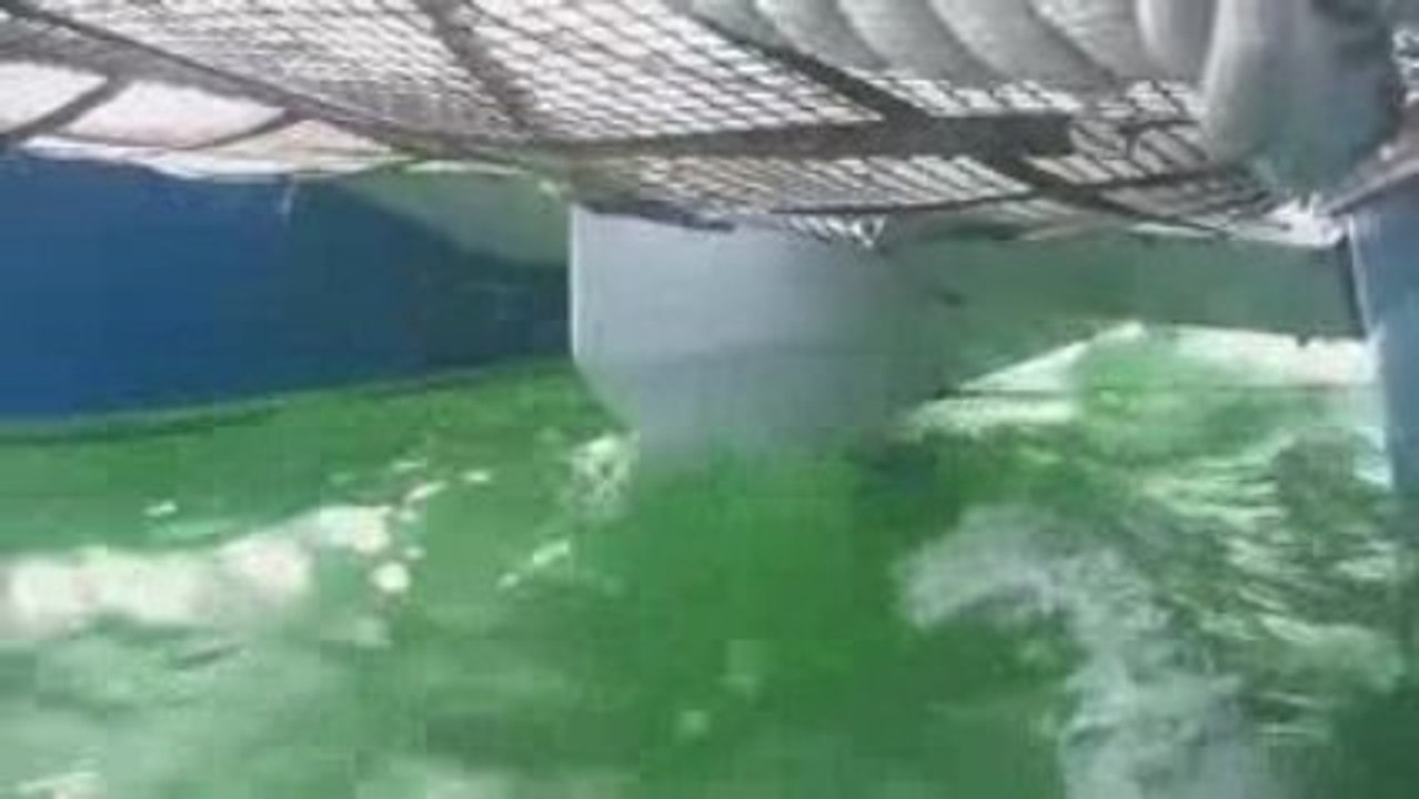 Waloo, un été 2009