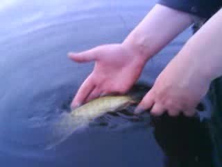 catch & release