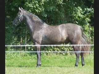 mes chevaux