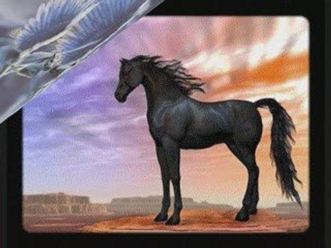 les chevaux sauvages