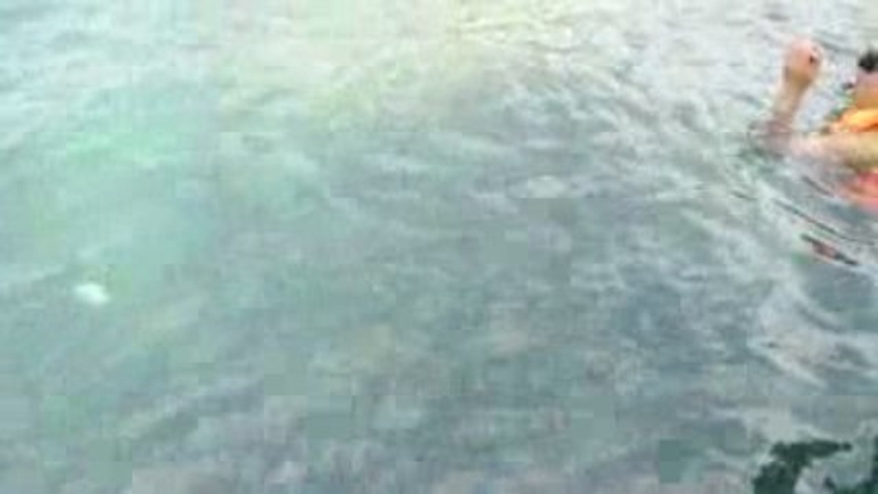 The fish