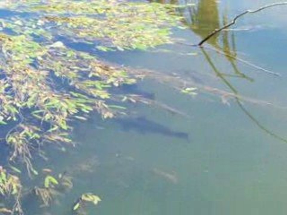 Le Lot,une riviére a Carpe