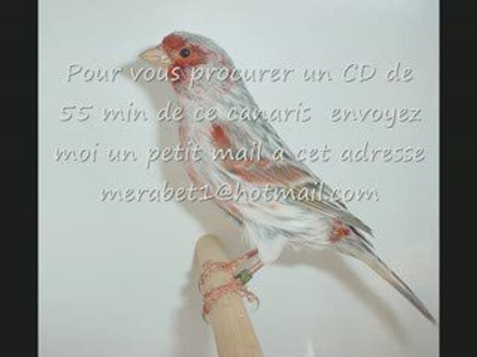 CD Chant de CANARIS MALINOIS