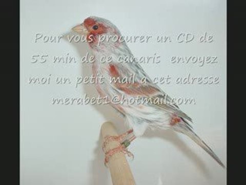 CD Chant de CANARIS MALINOIS