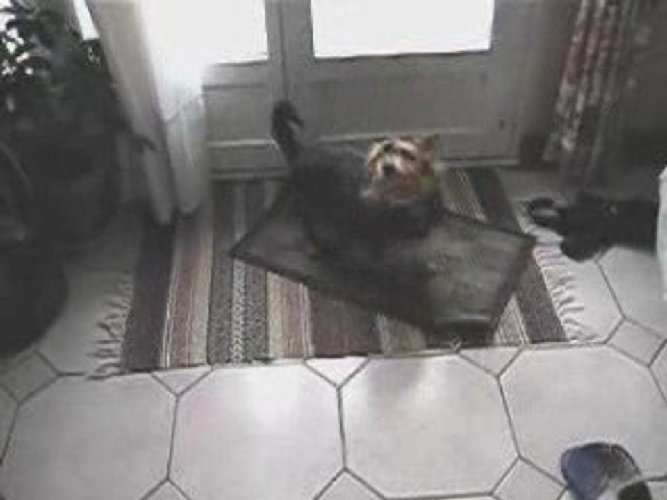 chien essuie ses pattes