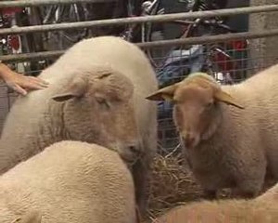 Gebroeders van Limburg Extra