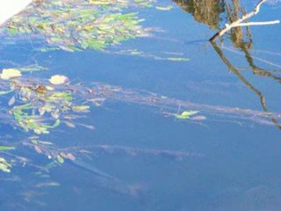 Les Carpes sauvages du LOT