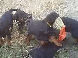 Cachorros ocho semanas