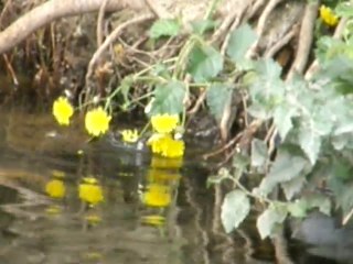 TORTUGA COMIENDO MARGARITAS