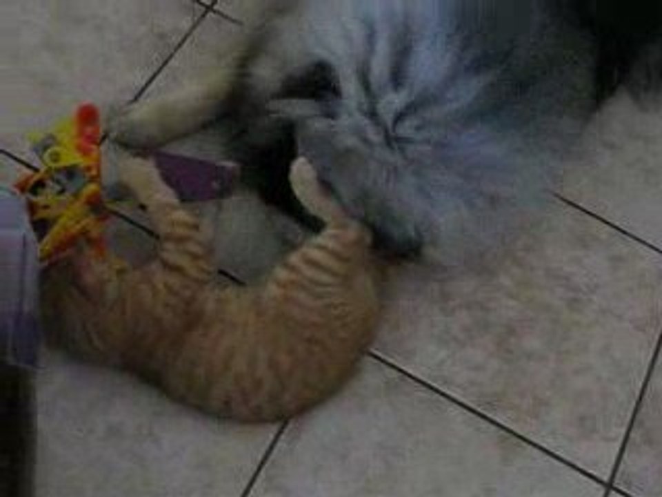 calin et pacha