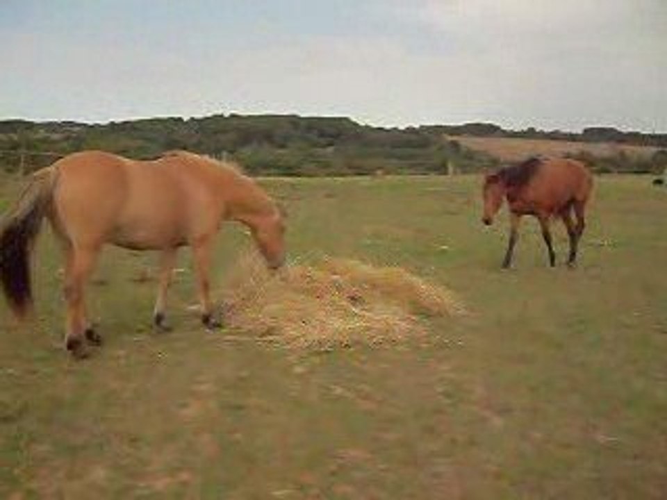 Pilou et talline