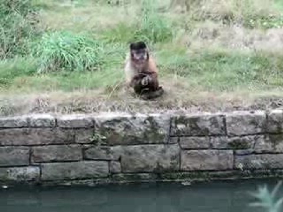 Zoo Branféré : singe