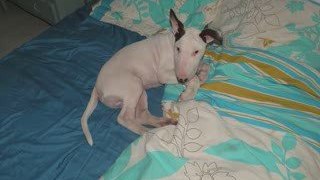 Elvis Le P'tit Bull Terrier....