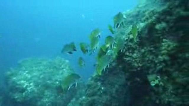 Corse 2009 Revellata Mérous et banc de Corbes