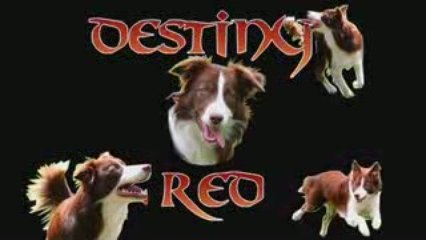 Destiny Red et l'agility