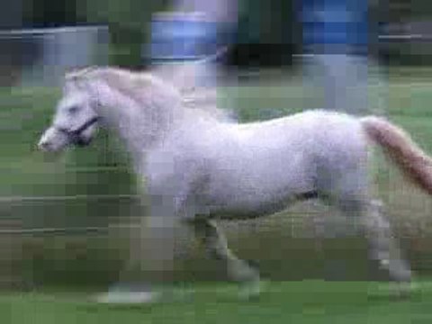 Nerwyn Pela etalon welsh A creme