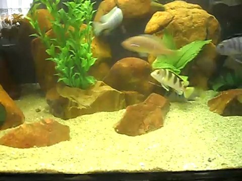 afra white top -hongi düello