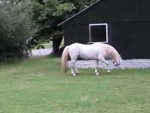 Nerwyn Pela etalon welsh A creme