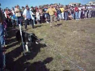 BORDER COLLIE AU TRAVAIL