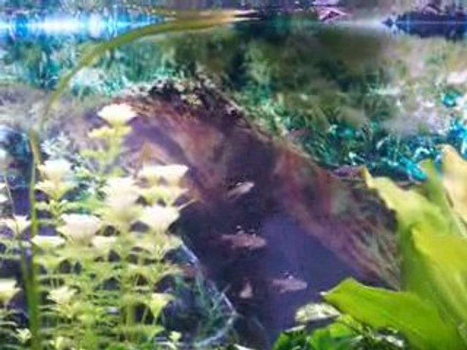 Discus 2