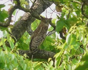 Wildlife safari Nepal