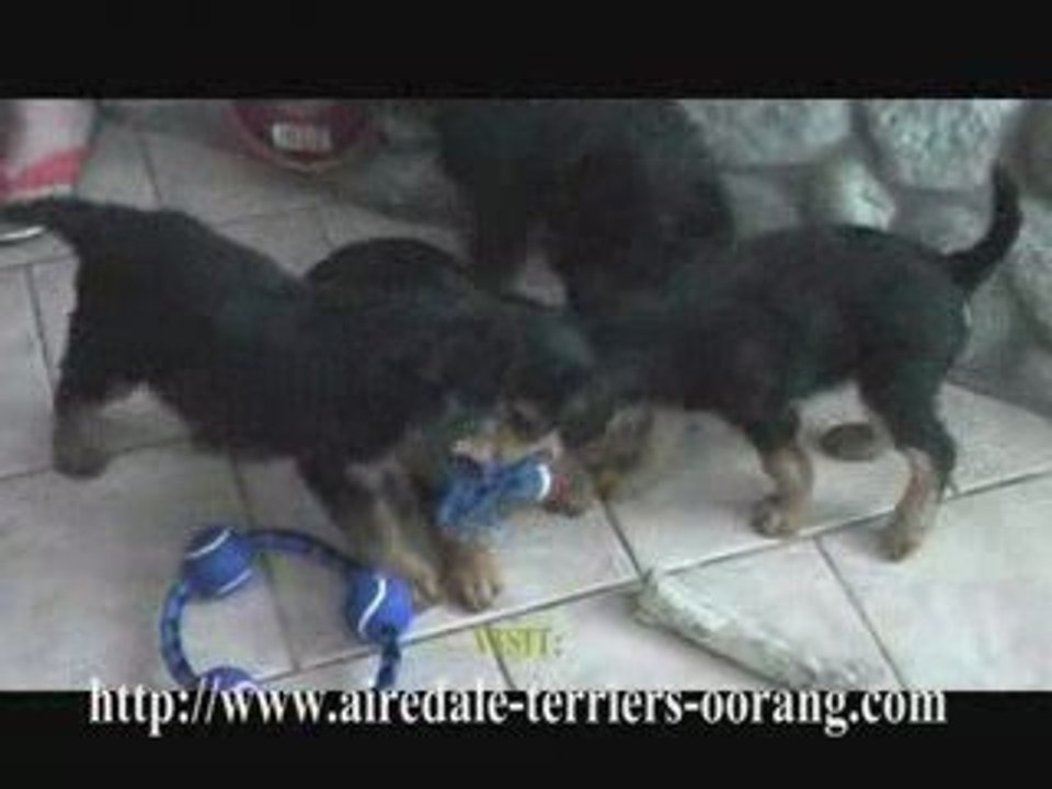 Airedale Terrier Puppies Playing Football -Oorang Airedales