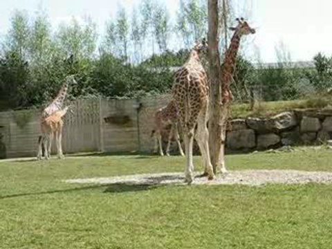 Zoo Branféré : girafes