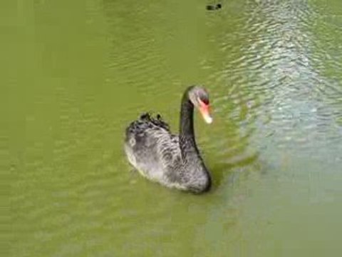 Zoo Branféré : canards & cygne