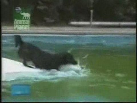 Dog paddles on mattress