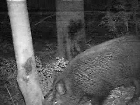 sanglier en infrarouge 4