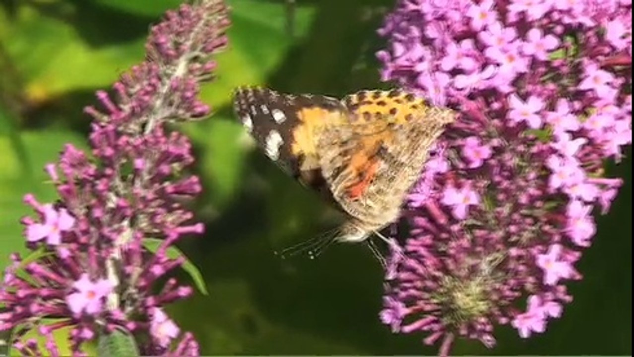 La Danse des Papillons