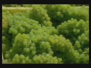 One day i'll fly away/cover