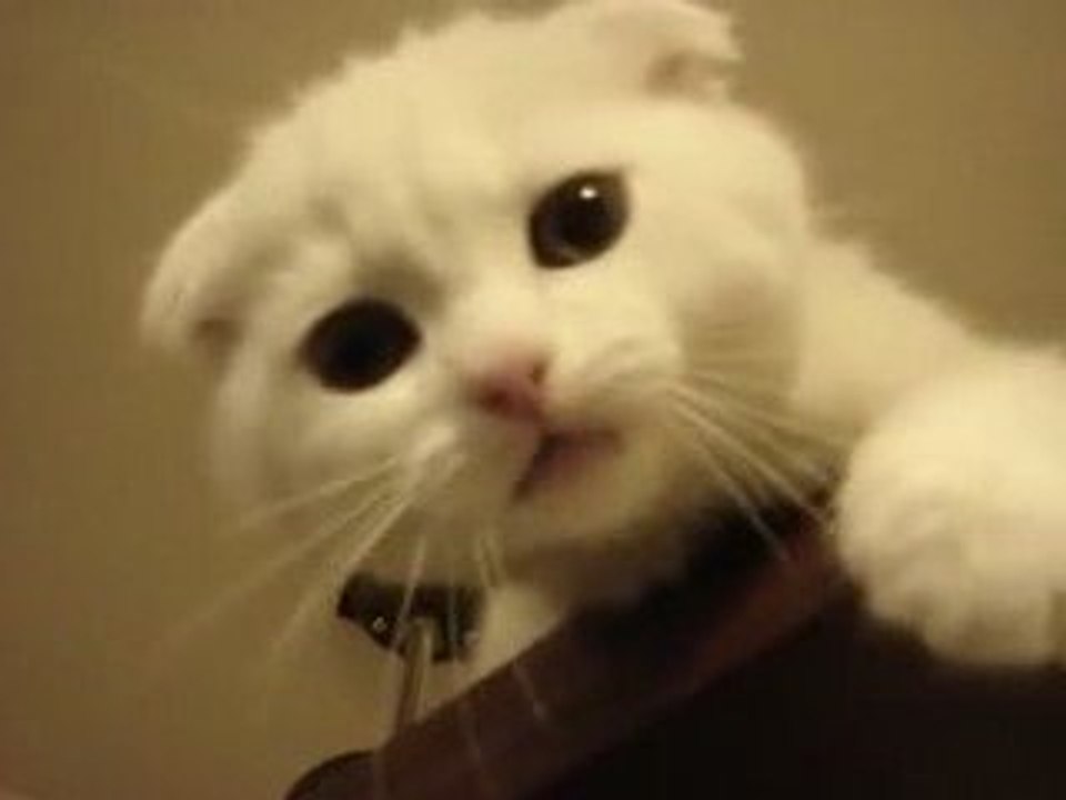 Çok Tatlı Pisicik - Kedicik Video =)