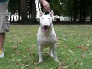 Amjel Coliseum Chicks Chopper 2