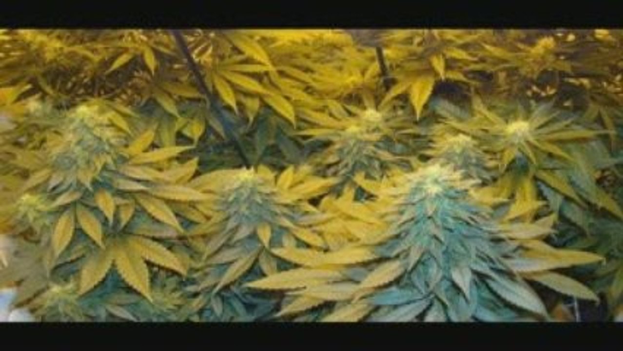 Best Buds Part 3 ( by KillaKushTV))