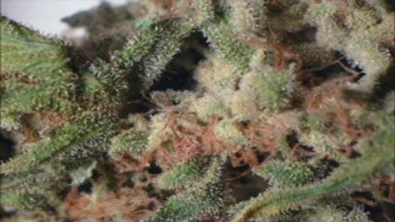 Best Buds Part 4 (By KillaKushTV)